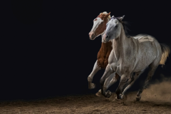 1_545931663_10161902972692688_6796729154725068096_n